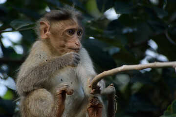 monkey eating leafs