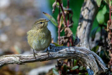 Zilpzalp (Phylloscopus collybita)