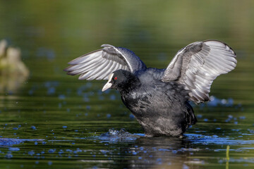 Bläßhuhn (Fulica atra)
