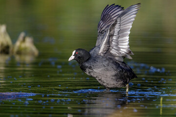 Bläßhuhn (Fulica atra)