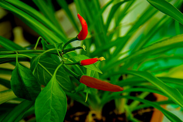 Перец острый