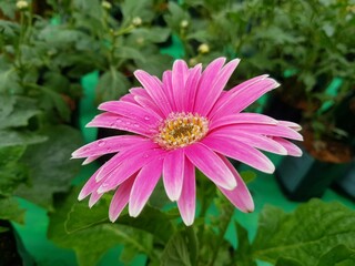 pink dahlia flower