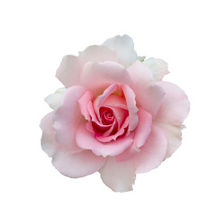 Fresh beautiful pink rose isolated on white background