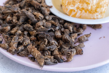 Tuberculosis. folk remedy for treatment of tuberculosis a mole cricket mixed with honey.