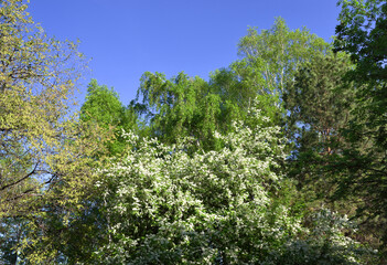 Cherry blossom in the Park