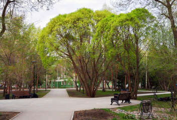 Fototapeta premium Tree in the spring Park