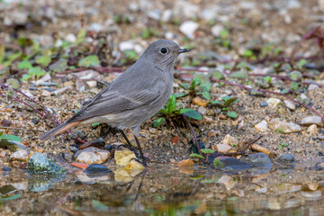 Hausrotschwanz (Phoenicurus ochruros) Weibchen
