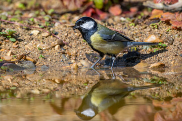 Kohlmeise (parus major)