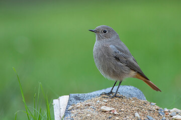 Hausrotschwanz (Phoenicurus ochruros) Weibchen