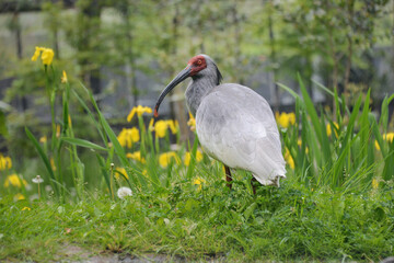 佐渡トキの森公園内でくつろぐ朱鷺