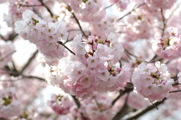 三重県伊勢市　宮川堤の桜