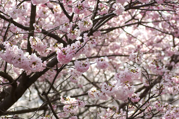 三重県伊勢市　宮川堤の桜