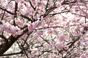 三重県伊勢市　宮川堤の桜