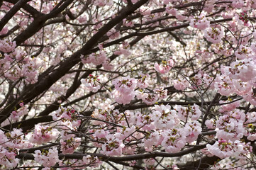 三重県伊勢市　宮川堤の桜