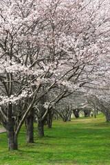 三重県伊勢市　宮川堤の桜