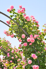 	国営長岡丘陵公園「香りのばら園」