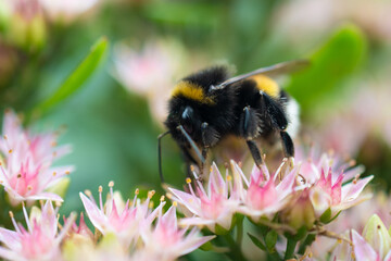 Close - up of soft focus bumblebee collecting nectar on pink small flowers, space for text