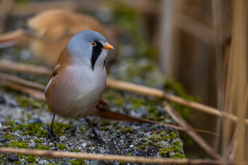 Bartmeise (Panurus biarmicus) Männchen