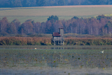 Fototapeta premium Landschaft, Federsee, Bad Buchau, Baden-Württemberg