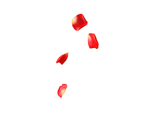 Rose Petals Stock Image with white background