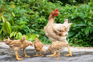 Glückliche Hühnerküken