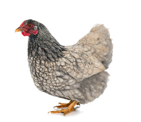Wyandotte chicken in studio