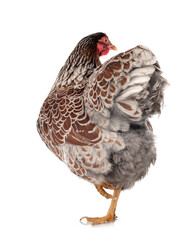 Wyandotte chicken in studio