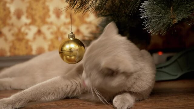 Funny Gray British Cat Sits under Christmas Tree, Playing with Christmas Ball