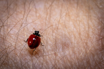 ladybug on a leaf