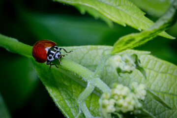 ladybug on leaf