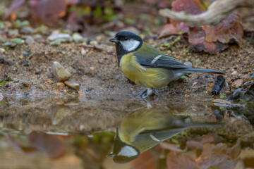 Kohlmeise (parus major) am Vogelbad