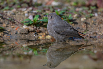 Hausrotschwanz (Phoenicurus ochruros) Weibchen