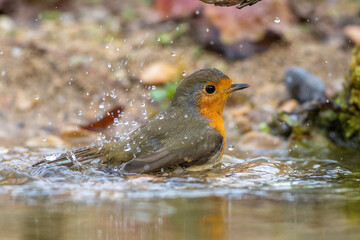 Rotkehlchen (Erithacus rubecula)