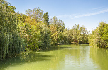Fototapeta na wymiar Willow trees over green water in city park