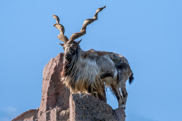Markhor (Capra falconeri)
