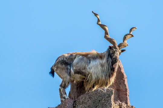 Markhor (Capra Falconeri)