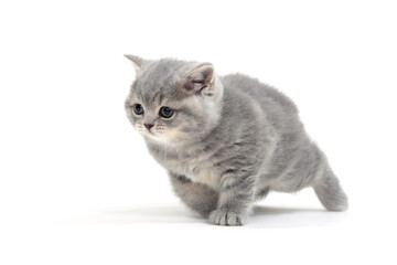 Fototapeta premium Fluffy gray kitten on a white background
