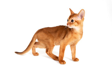 Red purebred kitten on a white background