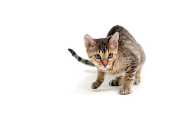 Purebred smooth-haired kitten on a white background