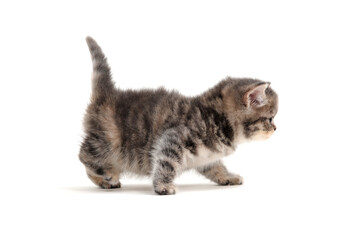 Fluffy gray kitten on a white background