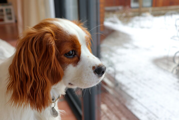 A brown and white cavalier dog sits by a window and looks calmly outside on a snowy winter day 