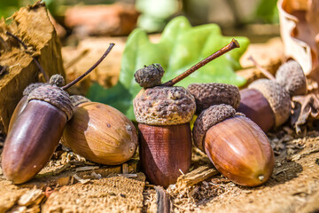 acorns close up. acorns on wooden background. autumn background with acorns and leaves.