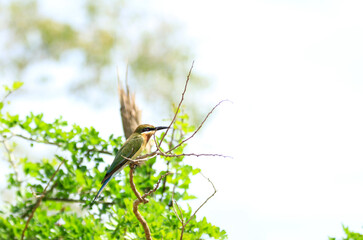 Green Bee Eater Bird on the tree