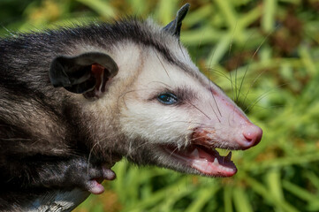 Virginia Opossum (Didelphis virginiana) in garden, Los Angeles, California, USA