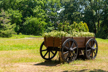 Plants and flowers in an old wood wagon in the garden