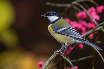 Kohlmeise (parus major)