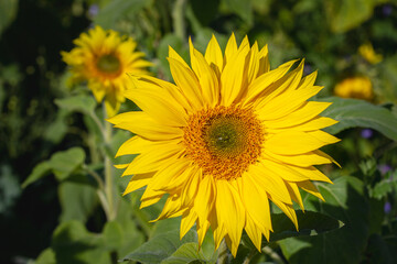 Sonnenblume (Helianthus annuus)