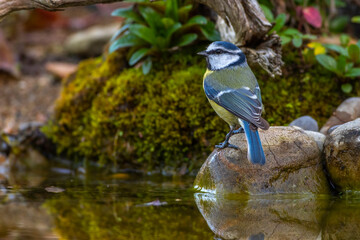 Blaumeise (Parus caeruleus)