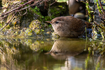 Zaunkönig (Troglodytes troglodytes)