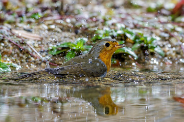 Rotkehlchen (Erithacus rubecula)